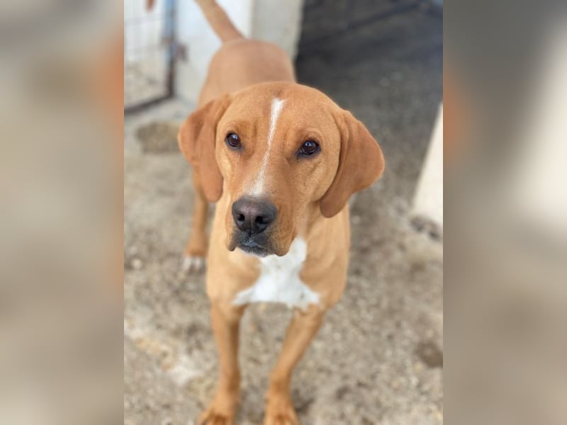 Olli, geb. ca. 11/2022, lebt in GRIECHENLAND, auf einer privaten Pflegestelle