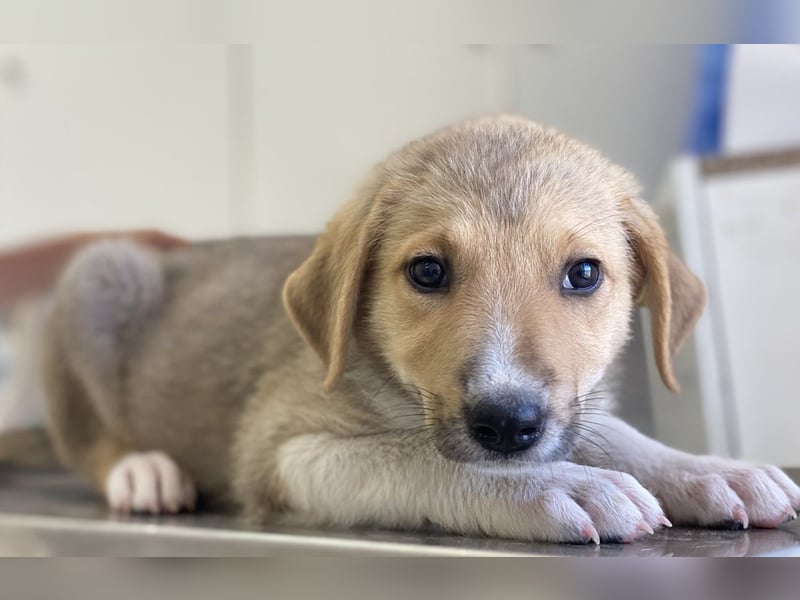 Padme, geb. ca. 04/2024, lebt in GRIECHENLAND, im städt. Tierheim Serres