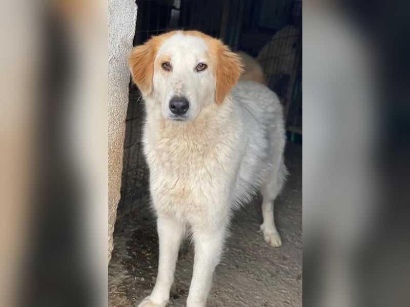 Tobby, geb. ca. 11/2022, lebt in GRIECHENLAND, im städt. Tierheim Serres