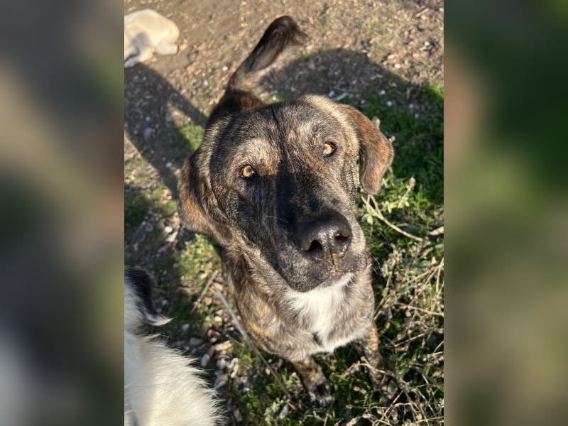 Petri, geb. ca. 04/2024, lebt in GRIECHENLAND, auf einem Gelände, wird notdürftig versorgt