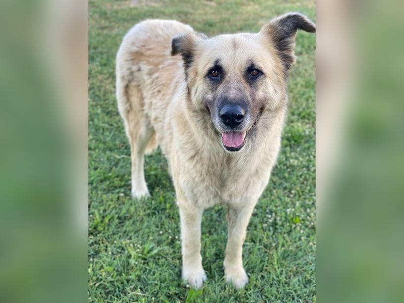 Pinja, geb. ca. 12/2021, lebt in GRIECHENLAND, auf einer privaten Pflegestelle