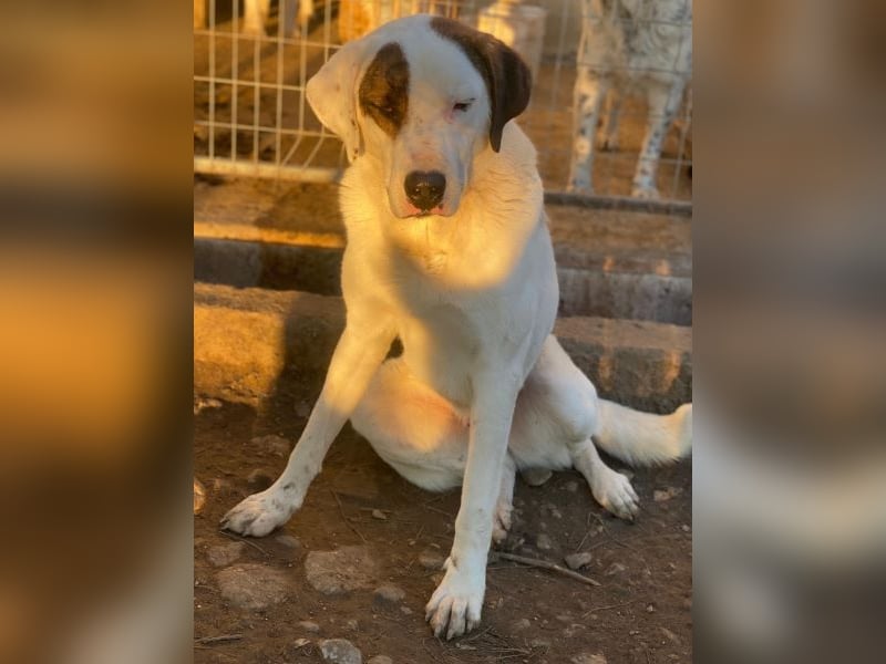 Mäx, geb. ca. 01/2024, lebt in GRIECHENLAND, im städt. Tierheim Serres