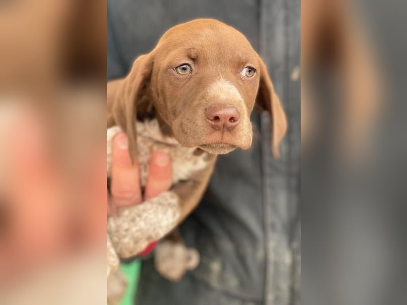 Castanea, geb. ca. 11/2025, lebt in GRIECHENLAND, auf einer privaten Pflegestelle