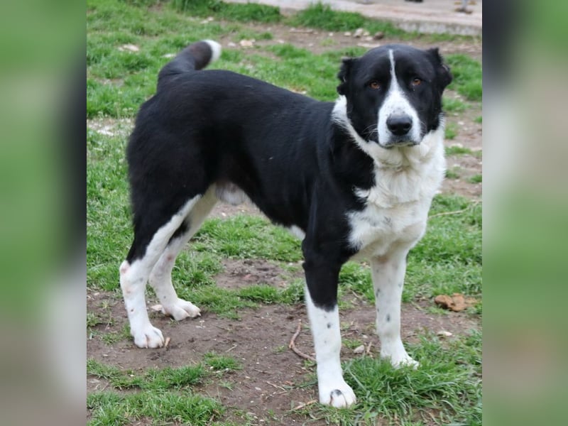 Eddy, geb. ca. 01/2018, lebt in GRIECHENLAND, im städt. Tierheim Serres