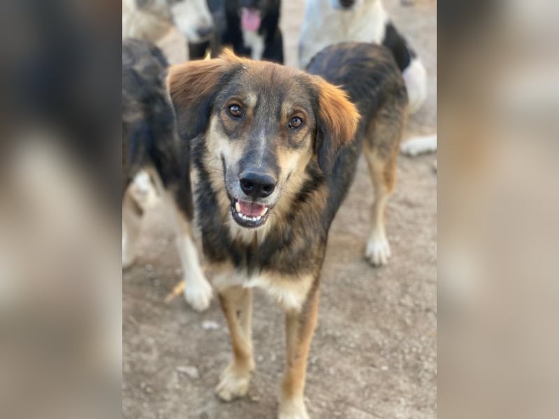 Rudolph, geb. ca. 05/2024, lebt in GRIECHENLAND, auf einer privaten Pflegestelle