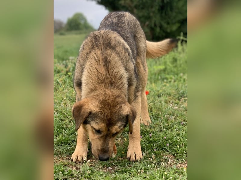 Bruno, geb. ca. 05/2020, lebt in GRIECHENLAND, auf einer privaten Pflegestelle