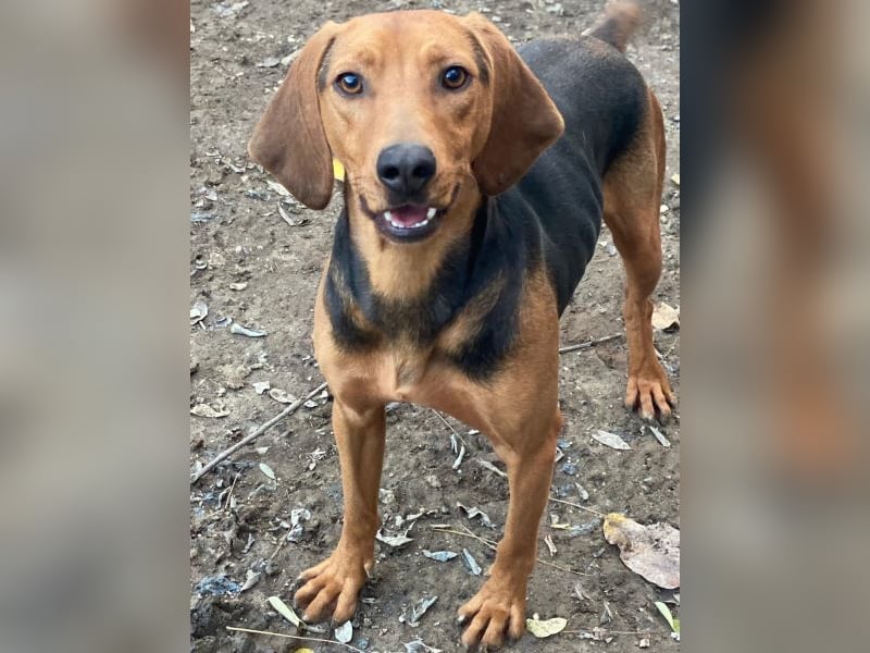 Ted, geb. ca. 01/2023, lebt in GRIECHENLAND, auf einer privaten Pflegestelle