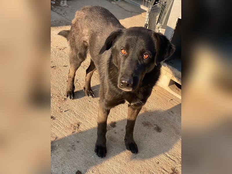 Gimpo, geb. ca. 03/2024, lebt in GRIECHENLAND, im städt. Tierheim Serres