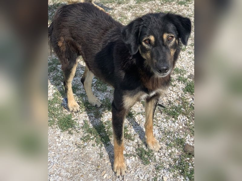 Lavinia, geb. ca. 06/2019, lebt in GRIECHENLAND, im städt. Tierheim Serres
