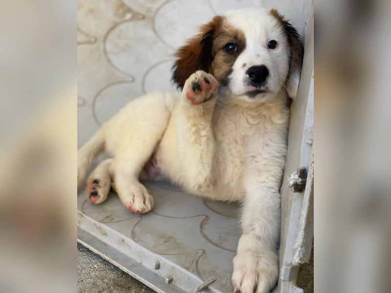 Fidi, geb. ca. 08/2025, lebt in GRIECHENLAND, im städt. Tierheim Serres