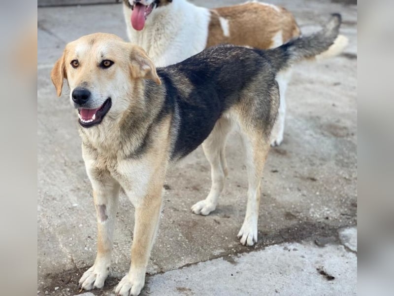 Ciri, geb. ca. 05/2024, lebt in GRIECHENLAND, im städt. Tierheim Serres