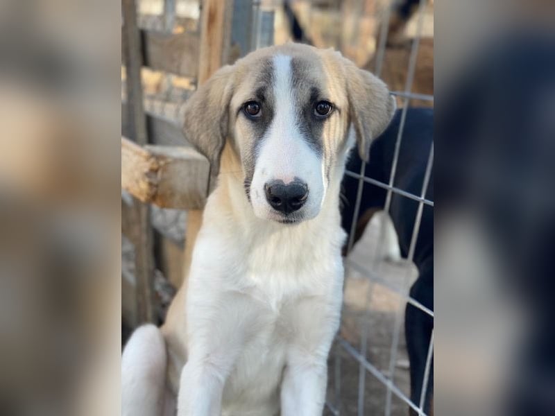 Manella, geb. ca. 04/2025, lebt in GRIECHENLAND, im städt. Tierheim Serres