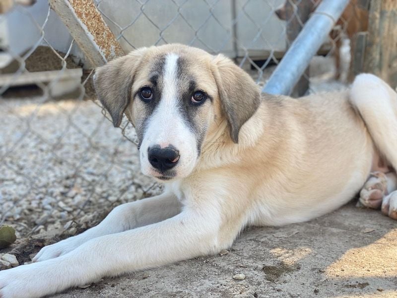 Manella, geb. ca. 04/2025, lebt in GRIECHENLAND, im städt. Tierheim Serres