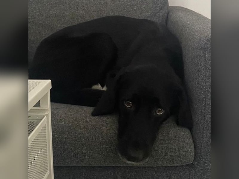 Emrys, geb. ca. 10/2020, lebt in GRIECHENLAND, auf einer privaten Pflegestelle