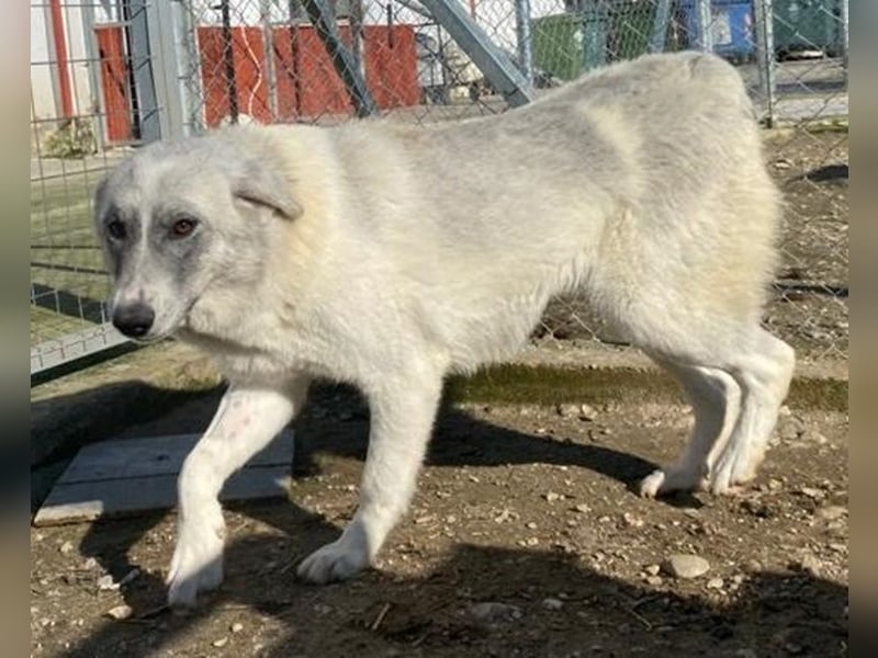 Charlina, geb. ca. 04/2021, lebt in GRIECHENLAND, im städt. Tierheim Serres