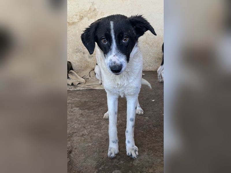 Niara, geb. ca. 03/2024, lebt in GRIECHENLAND, auf einer privaten Pflegestelle