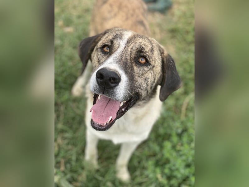 Indira, geb. ca. 01/2023, lebt in GRIECHENLAND, im städt. Tierheim Serres