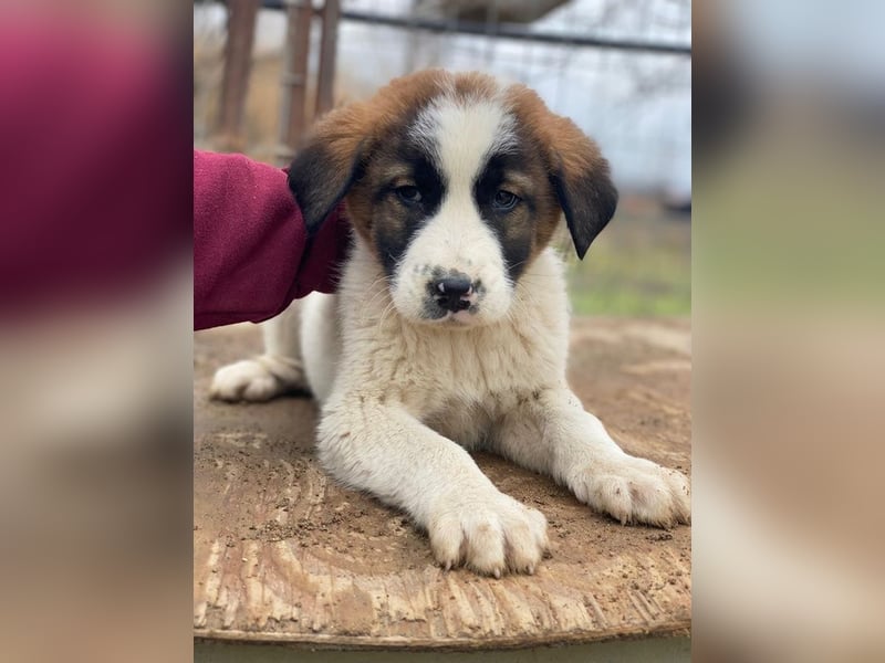 Diavolo, geb. ca. 11/2025, lebt in GRIECHENLAND, auf einer privaten Pflegestelle