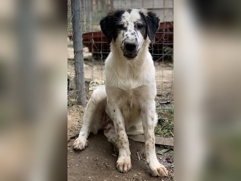 Lime, geb. ca. 02/2023, lebt in GRIECHENLAND, auf einer privaten Pflegestelle