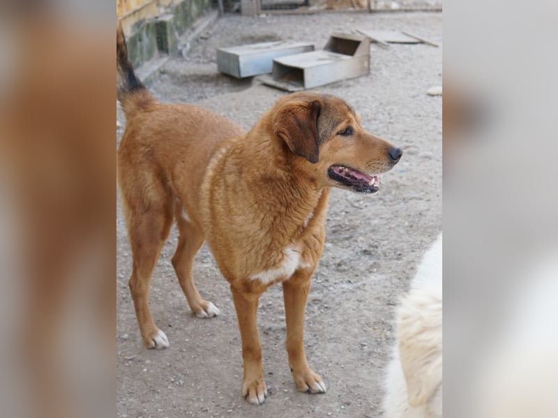 Mikosch, geb. ca. 01/2024, lebt in GRIECHENLAND, im städt. Tierheim Serres