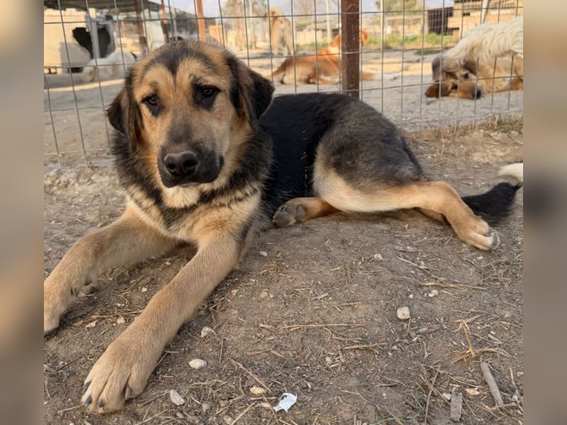 Elphaba, geb. ca. 07/2025, lebt in GRIECHENLAND, im städt. Tierheim Serres