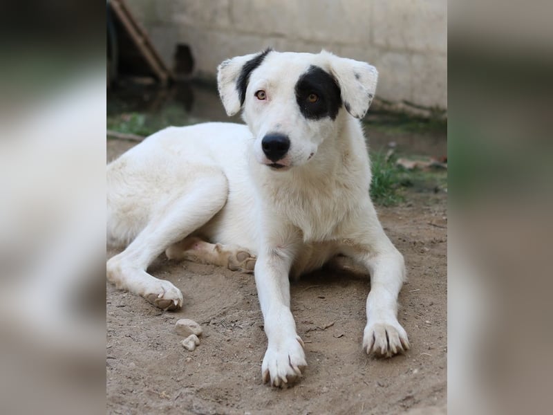 Kiba, geb. ca. 06/2023, lebt in GRIECHENLAND, auf einer privaten Pflegestelle