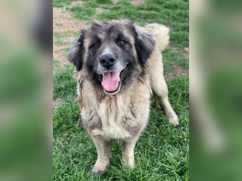 Harper, geb. ca. 12/2018, lebt in GRIECHENLAND, im städt. Tierheim Serres