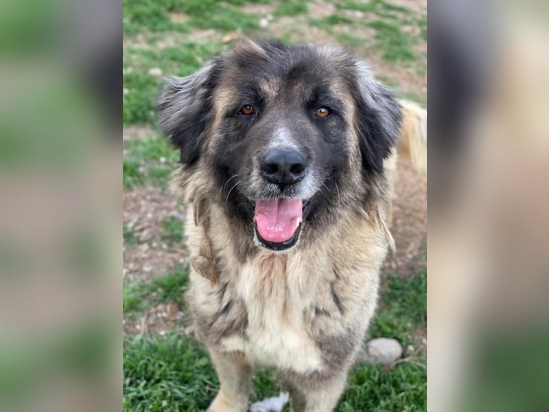 Harper, geb. ca. 12/2018, lebt in GRIECHENLAND, im städt. Tierheim Serres