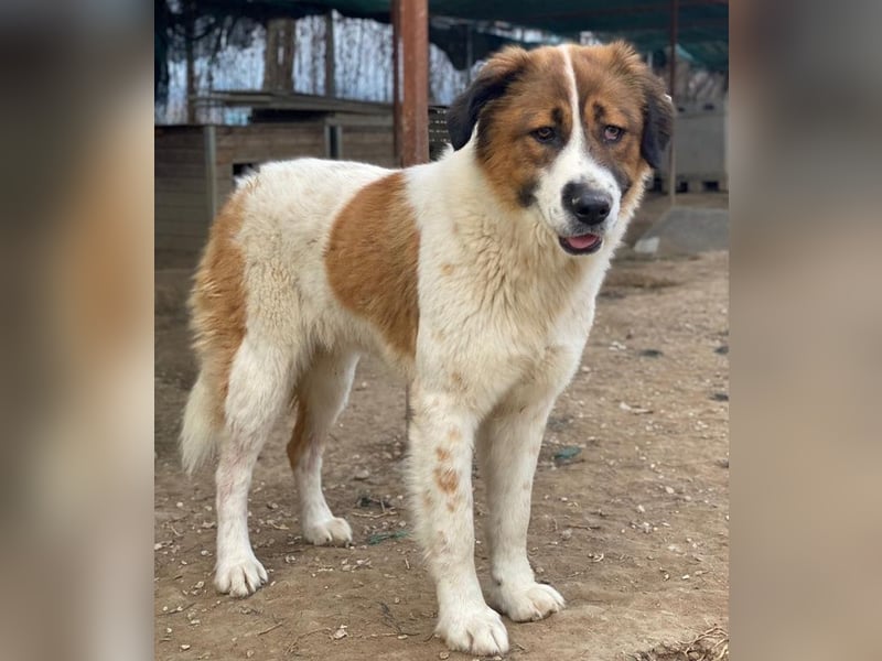 Fiva, geb. ca. 02/2024, lebt in GRIECHENLAND, im städt. Tierheim Serres