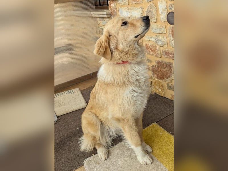 Luma, geb. ca. 12/2023, lebt in GRIECHENLAND, auf einer privaten Pflegestelle