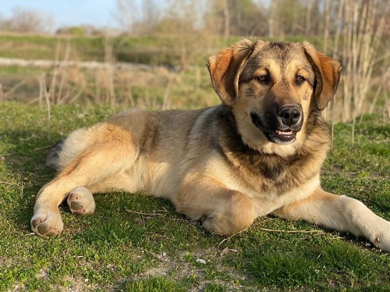 Pola, geb. ca. 09/2024, lebt in GRIECHENLAND, im städt. Tierheim Serres