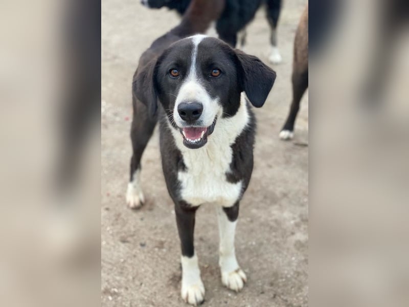 Arielle, geb. ca. 01/2023, lebt in GRIECHENLAND, im städt. Tierheim Serres