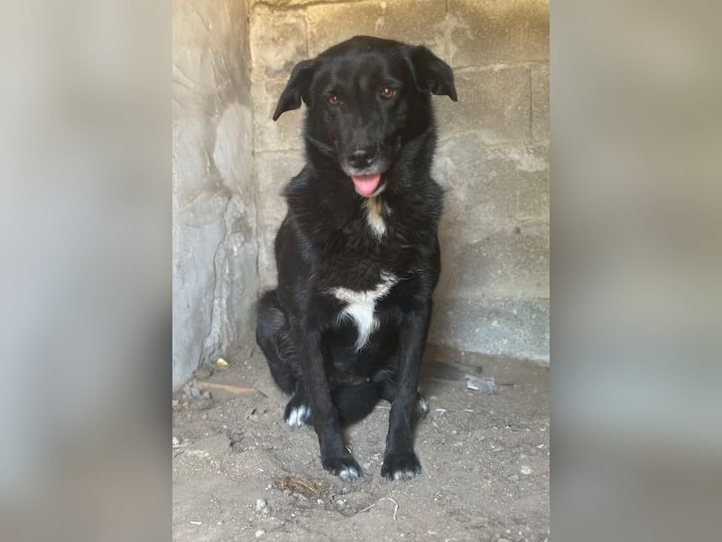 Zuri, geb. ca. 04/2021, lebt in GRIECHENLAND, im städt. Tierheim Serres