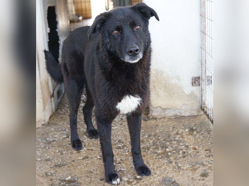 Acero, geb. ca. 01/2019, lebt in GRIECHENLAND, im städt. Tierheim Serres