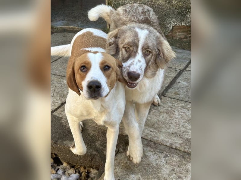 Liona, geb. ca. 12/2024, lebt in GRIECHENLAND, auf einem Gelände, wird notdürftig versorgt