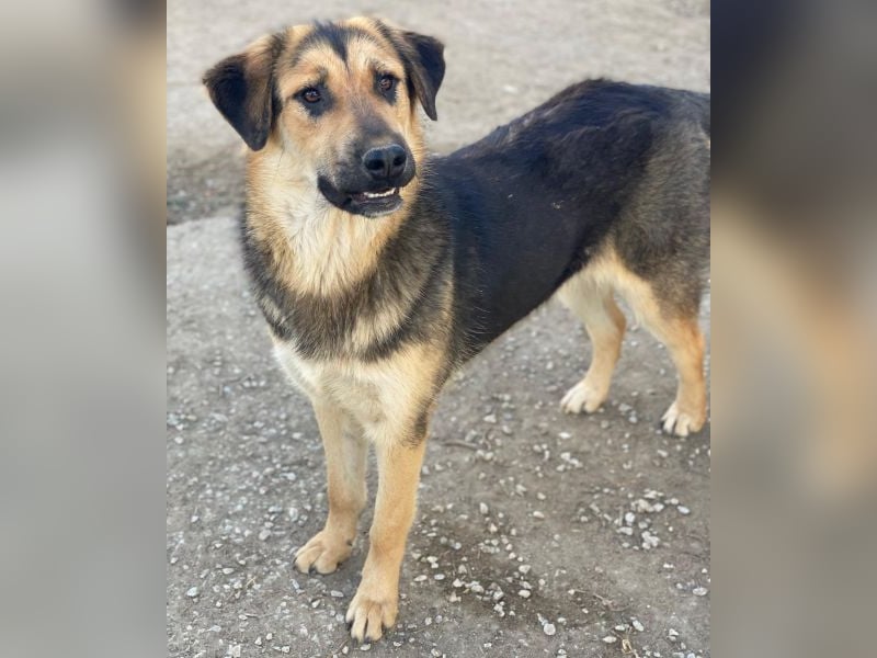 Elphaba, geb. ca. 07/2025, lebt in GRIECHENLAND, im städt. Tierheim Serres