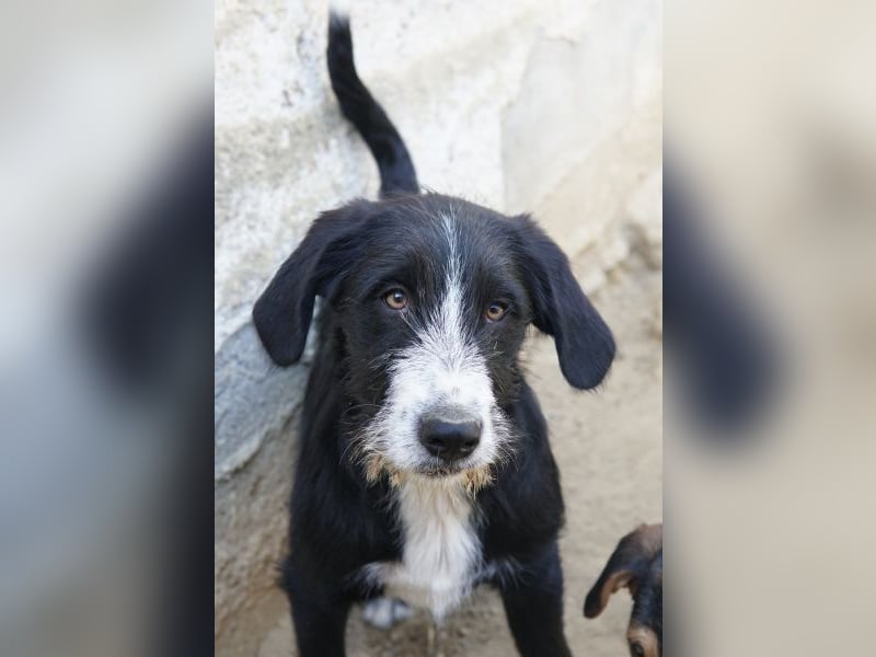 Kasimir, geb. ca. 09/2025, lebt in GRIECHENLAND, auf einer privaten Pflegestelle