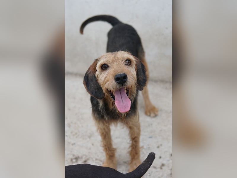 Yasko, geb. ca. 11/2022, lebt auf einer Pflegestelle in 44649 Herne