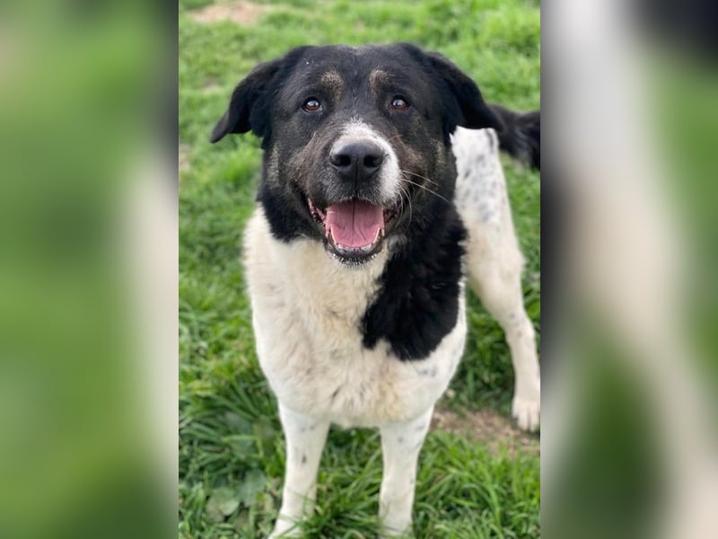 Thanio, geb. ca. 06/2020, lebt in GRIECHENLAND, im städt. Tierheim Serres