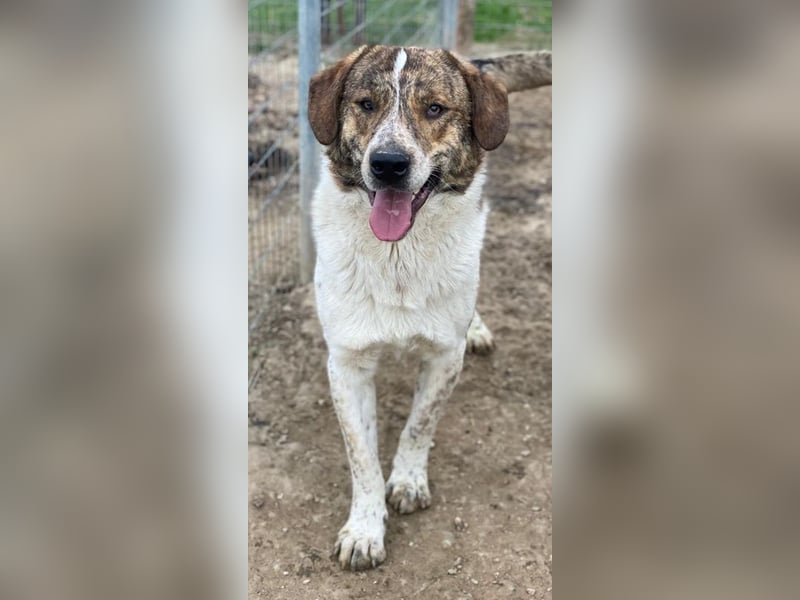 Timo, geb. ca. 12/2023, lebt in GRIECHENLAND, im städt. Tierheim Serres