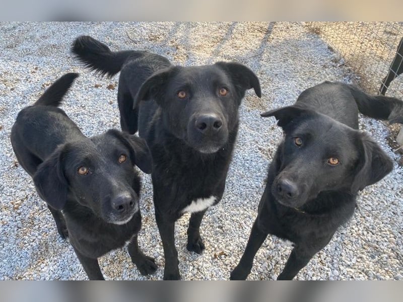 Dakar, geb. ca. 01/2019, lebt in GRIECHENLAND, im städt. Tierheim Serres