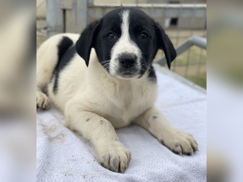 Fedra, geb. ca. 01/2024, lebt in GRIECHENLAND, im städt. Tierheim Serres