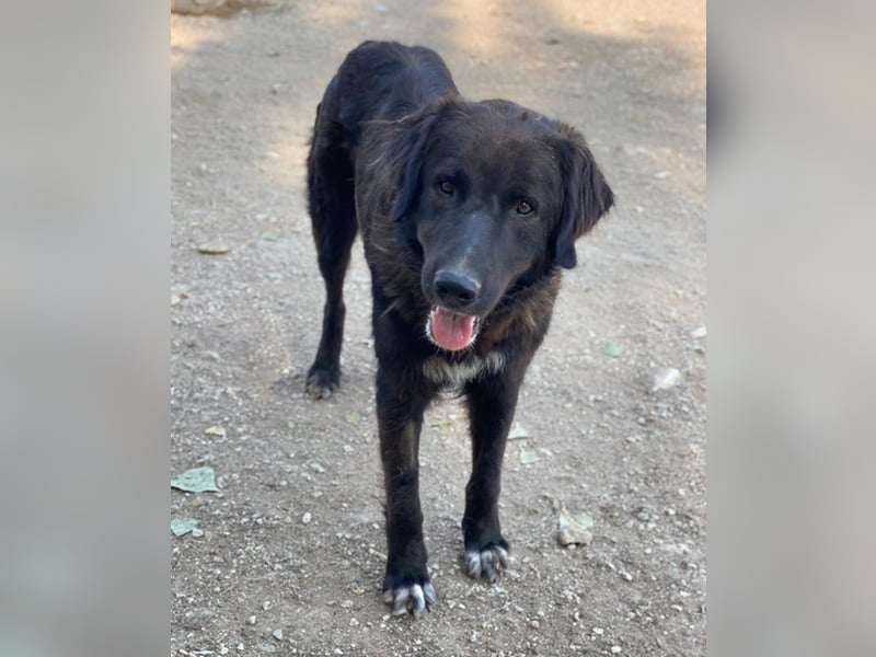 Jette, geb. ca. 01/2024, lebt in GRIECHENLAND, im städt. Tierheim Serres