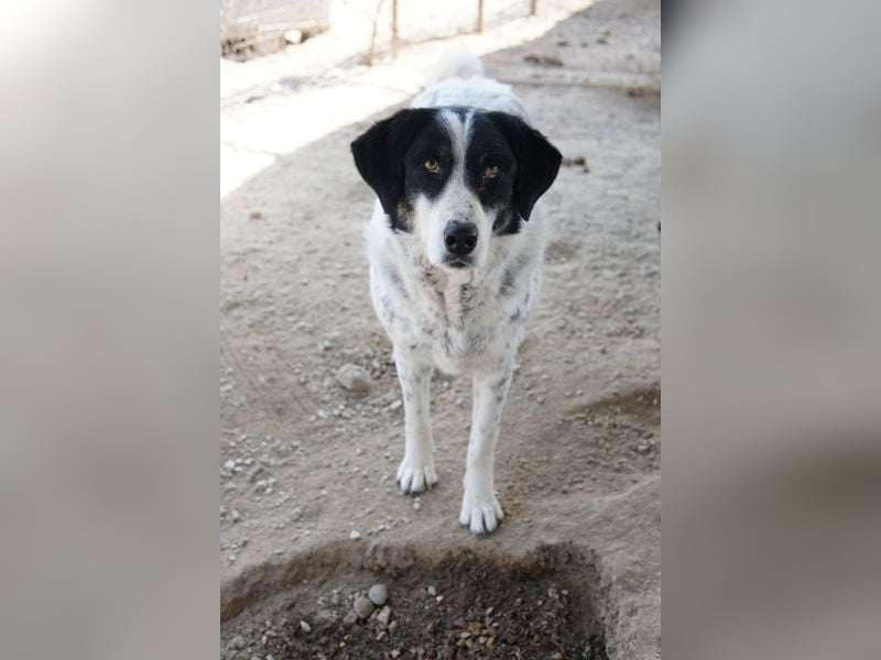 Amaya, geb. ca. 02/2023, lebt in GRIECHENLAND, im städt. Tierheim Serres