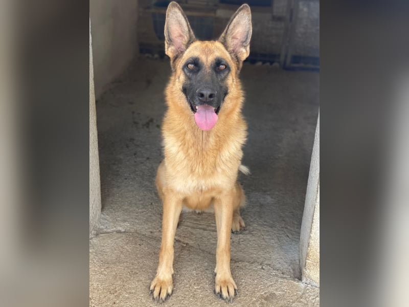 Wilma, geb. ca. 04/2021, lebt in GRIECHENLAND, im städt. Tierheim Serres