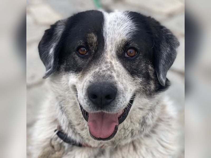 Pavlos, geb. ca. 05/2021, lebt in GRIECHENLAND, auf einer privaten Pflegestelle