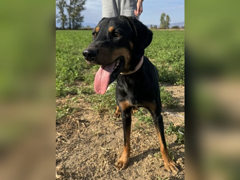 Zwölf, geb. ca. 10/2021, lebt in GRIECHENLAND, auf einer privaten Pflegestelle