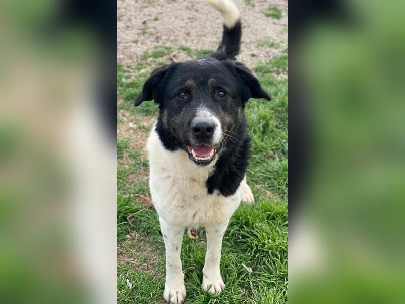 Thanio, geb. ca. 06/2020, lebt in GRIECHENLAND, im städt. Tierheim Serres