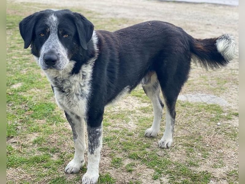 Malik, geb. ca.02/2022, lebt in GRIECHENLAND, im städt. Tierheim Serres