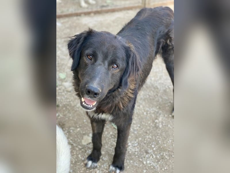 Jette, geb. ca. 01/2024, lebt in GRIECHENLAND, im städt. Tierheim Serres